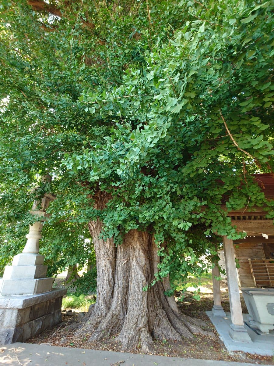 堰神社のイチョウの木