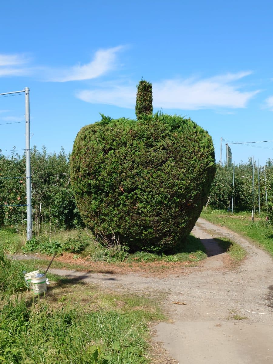 りんご型の木